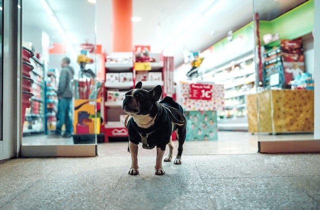 small black dog wearing a harness standing in front of a store