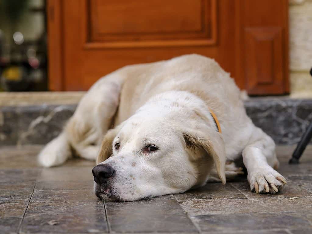 sad dog unhappy dog lying on dark tiled floor