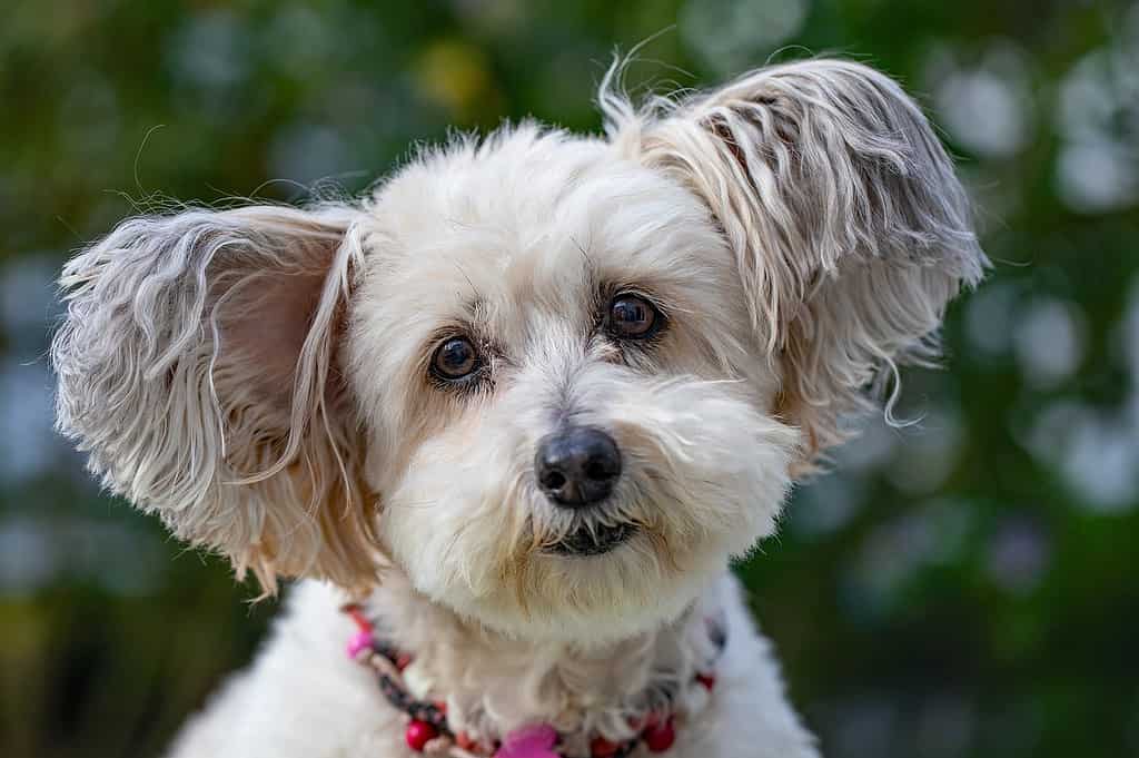 cute dog with head tilted to the side