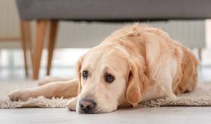 Golden retriever dog lies on the floor with sad eyes at home. portrait of cute doggy