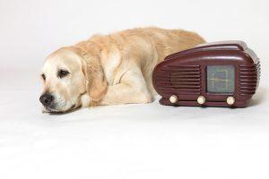 golden retriever dog lying next to the radio listening to soothing music