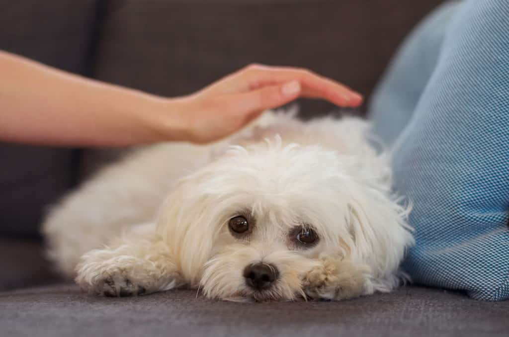 Maltese poodle, dog and relax on couch with hand, woman and care together with love, bonding or comfort in home. Pet puppy, animal and lying on sofa in living room with calm, quiet and cute in house.