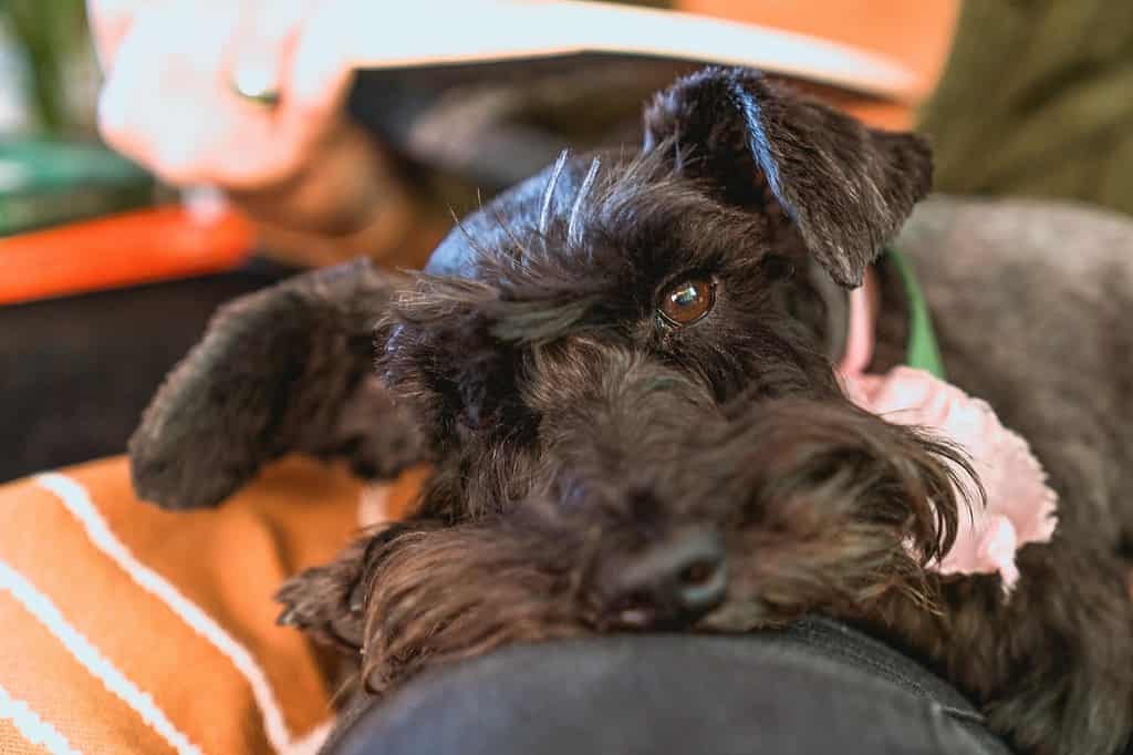 Black Miniature Schnauzer dog breeds laying on owners lap