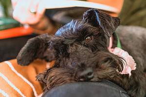 Black Miniature Schnauzer dog breeds laying on owners lap