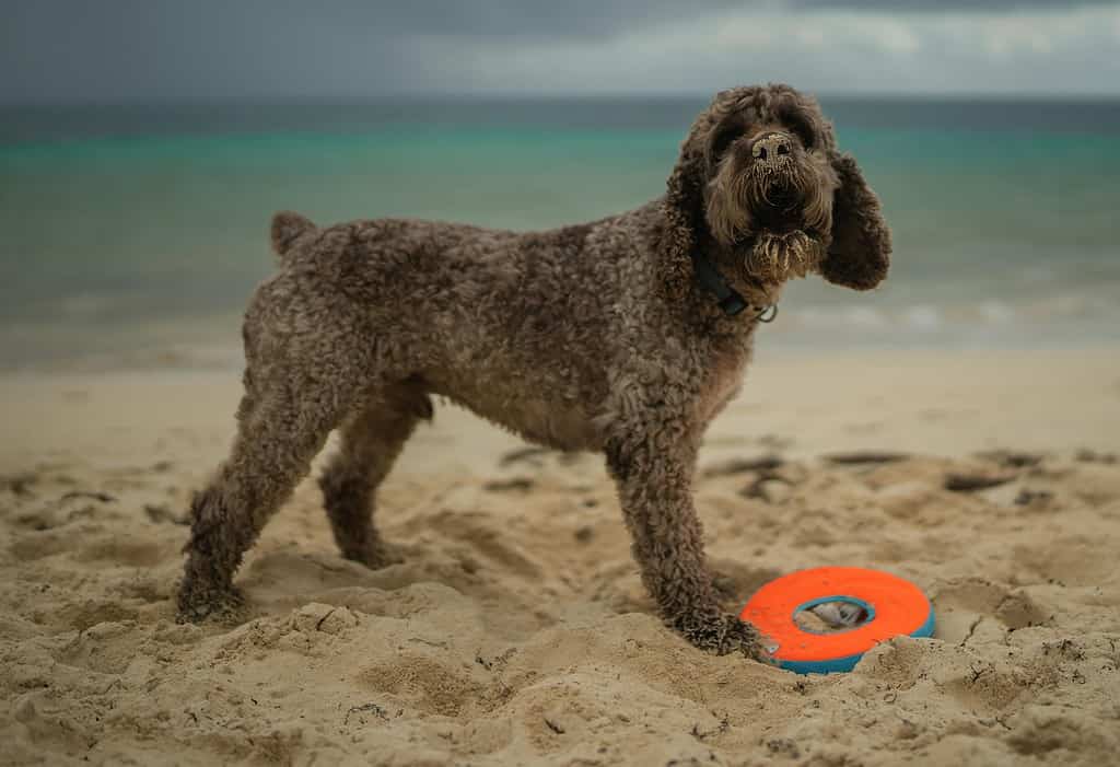 Lagoto Romagnolo dog on the beach with toy