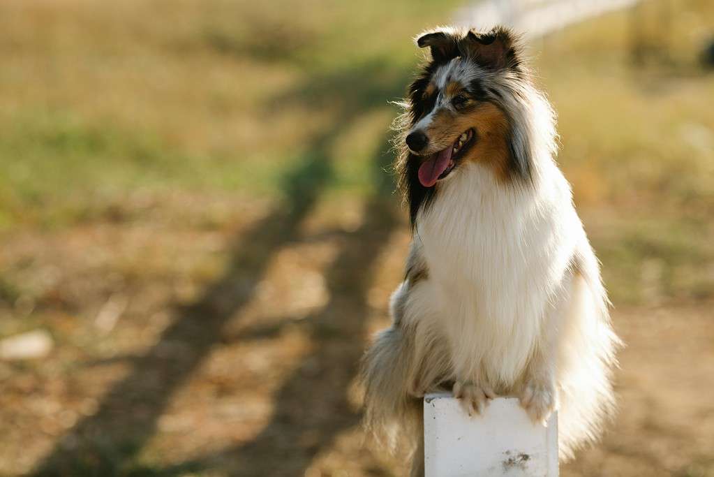 Rough Collie dog sitting in a sunny field