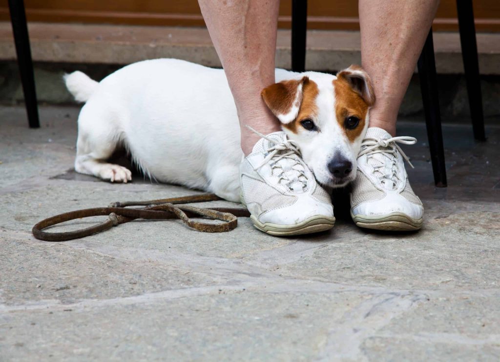 Young, cute dog looking for protection through the legs of his owner