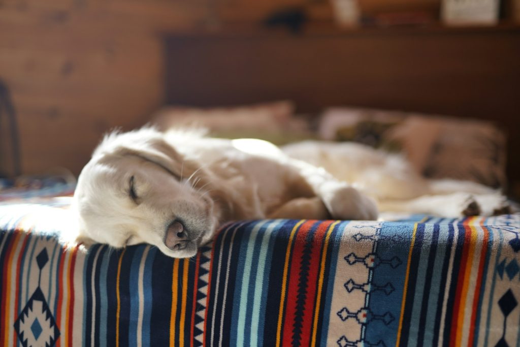 Golden retriever asleep on a striped blanket at home