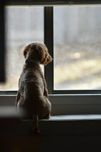 Dog sitting on a window seat looking out of the window