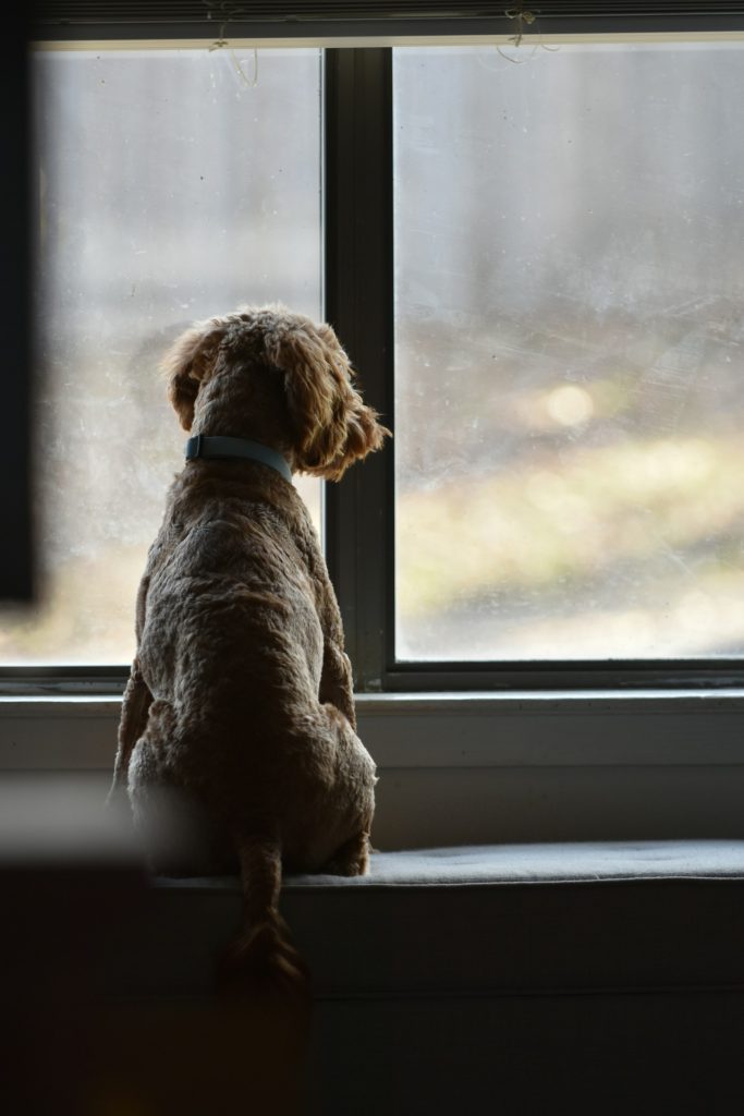 Dog sitting on a window seat looking out of the window