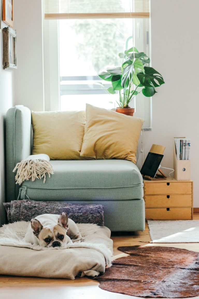 French bulldog resting on a soft bed in a quiet corner by a window