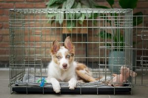 Dog lying on a bed inside an open wire crate