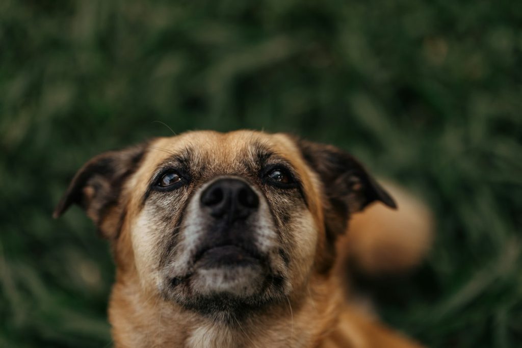 Brown dog looking up with wide, worried eyes