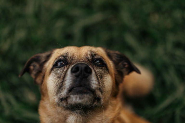 Brown dog looking up with wide, worried eyes