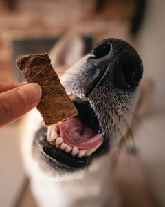 Dog taking a bone-shaped treat from a hand