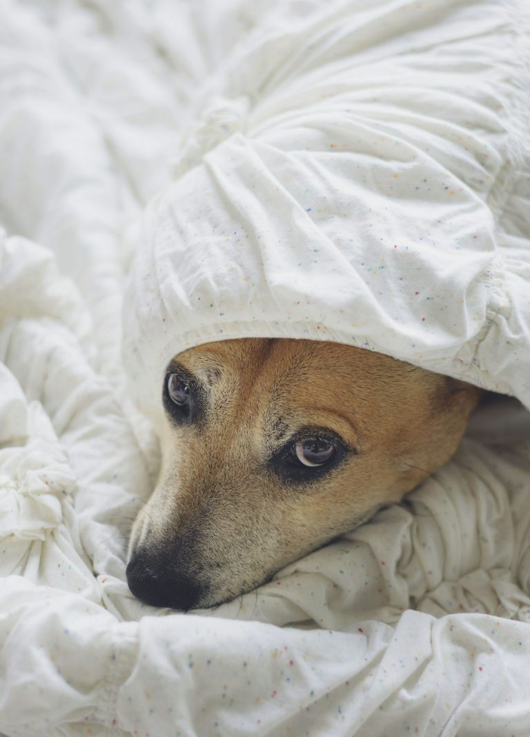 Small dog peeking out from under a white duvet