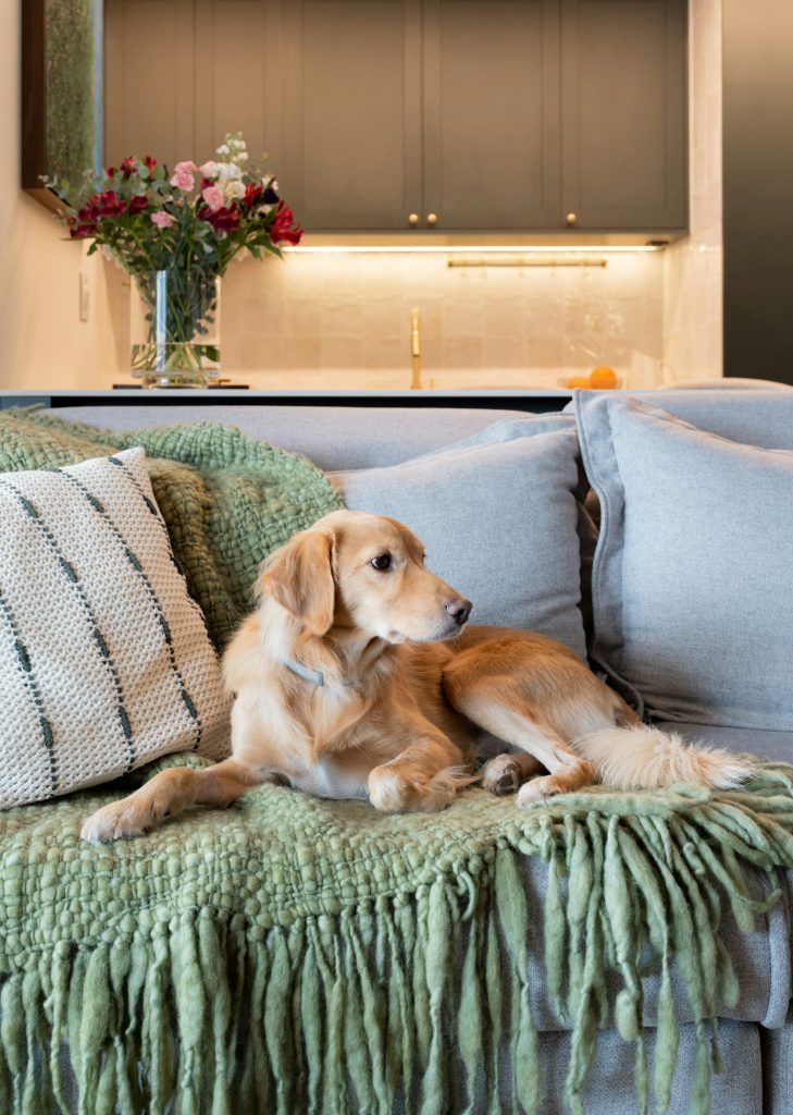 Golden dog relaxing on a gray sofa with a green knitted throw
