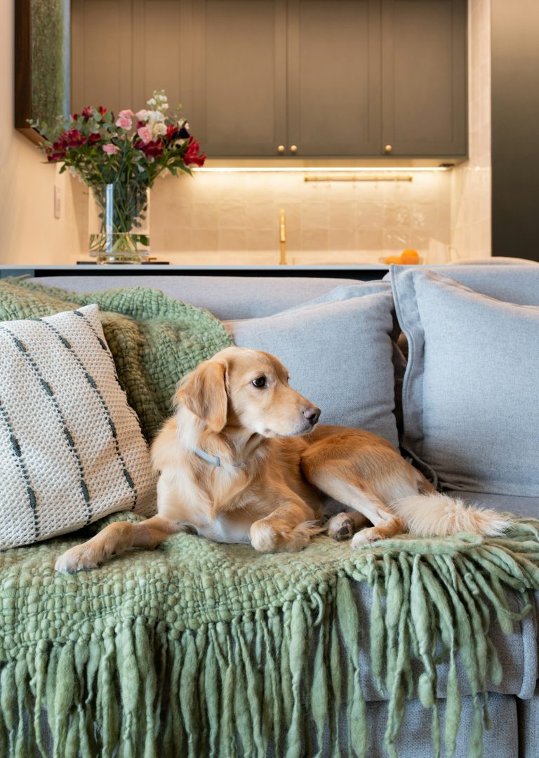 Golden dog relaxing on a gray sofa with a green knitted throw