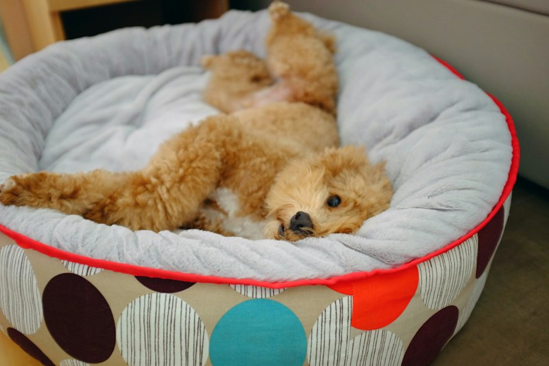 Puppy curled up in a round, raised-rim dog bed