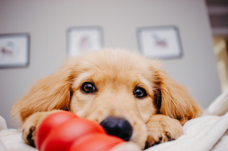 Puppy lying beside a red rubber chew toy