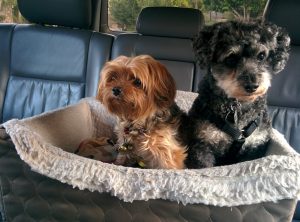 Two small dogs sitting in a padded booster seat on the back seat of a car