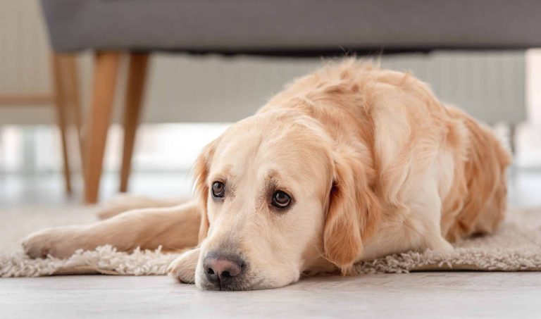 Golden retriever dog lies on the floor with sad eyes at home. portrait of cute doggy