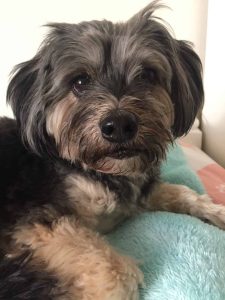 Milly, a Maltese Shih Tzu cross