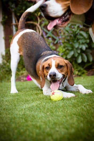 beagle playing with tennis ball in garden