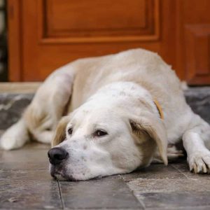 sad dog unhappy dog lying on dark tiled floor