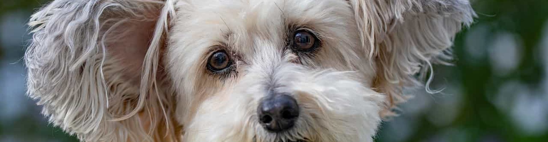 cute dog with head tilted to the side