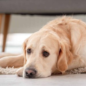 Golden retriever dog lies on the floor with sad eyes at home. portrait of cute doggy