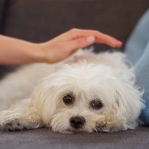 Maltese poodle, dog and relax on couch with hand, woman and care together with love, bonding or comfort in home. Pet puppy, animal and lying on sofa in living room with calm, quiet and cute in house.