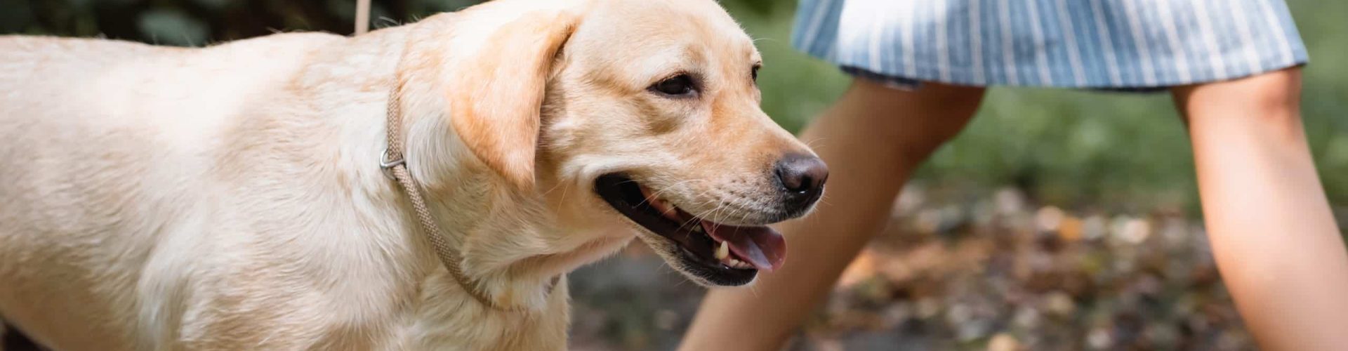partial view of a woman walking a labrador - banner